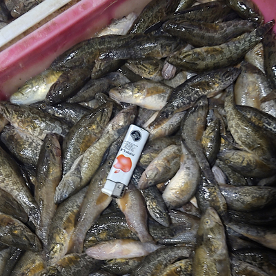 大量收购各种淡水鱼,全年收购淡水小杂鱼,黑龙江淡水鱼收购商