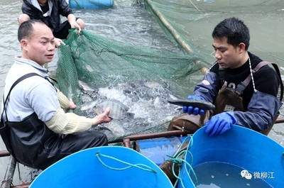 在这里,“滚水活鱼”开启水产养殖新模式!